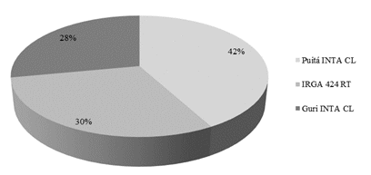 Uso das cultivares de arroz pelos produtores pesquisados
