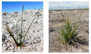 Diferencia entre
la siembra (A) y trasplante (B) en cuatro meses de desarrollo de B.
catharticus Vahl. en suelos salinos de la
cuenca baja del río Lauca en territorio de Uru Chipaya