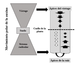 Movimiento polar y
no polar de las auxinas