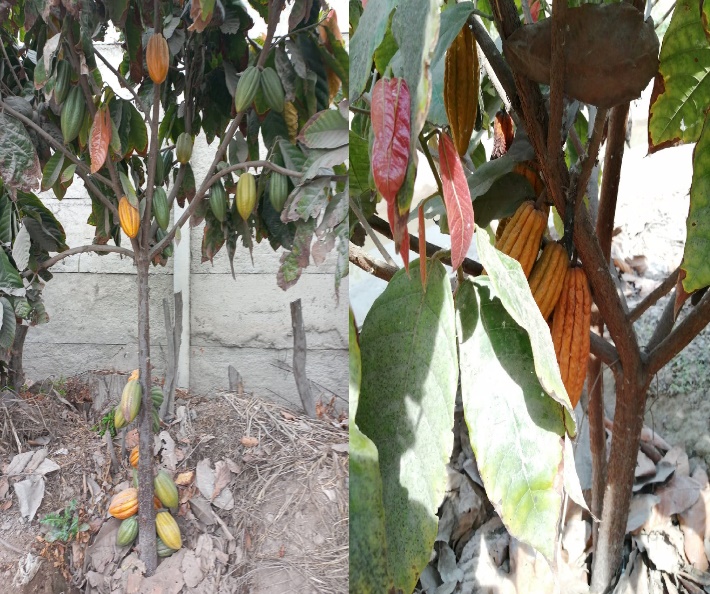 Wild Cocoa tree planted in Lima, Peru