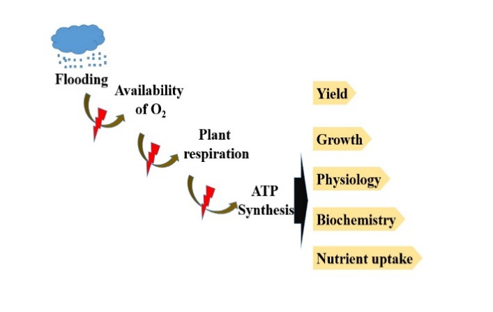 Effect of
flooding in plant development. Prolonged periods of rain may provoke flooding
that, at the same time, decreases the availability of O2 to plants.
In these circumstances the respiration is disrupted, and consequently the ATP
synthesis. All those changes can negatively affect the physiology, nutrient
uptake, growth and yield of crops, particularly cocoa