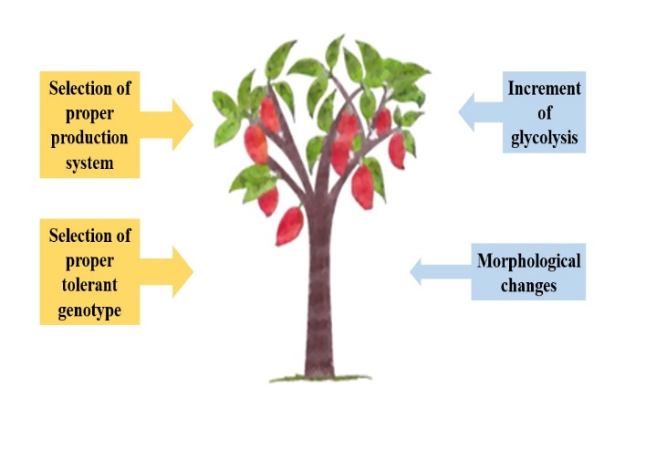 Strategies
to cope with waterlogging for cocoa plantations. To limit the impact of flood
on cocoa trees first we have to choose proper production system (for example,
agroforestry system). Second, we need to use tolerant cultivar. Internal and
external processes such as glycolysis and morphological changes can help cocoa
tress to overcome flooding stress