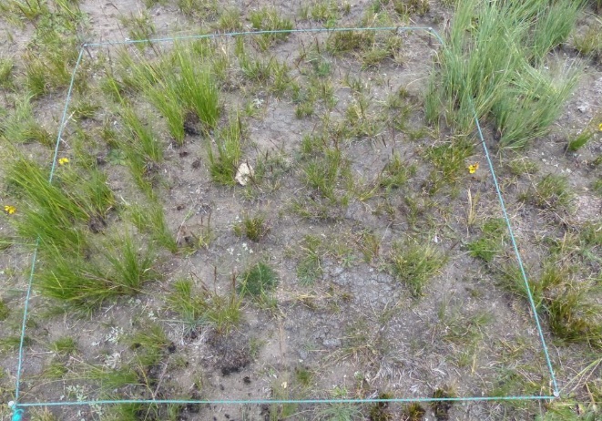 Minimum m2 area applied in the vegetation evaluation.
Chiara District, Ayacucho-Peru