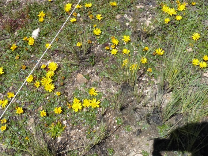 Floristic composition resulting from natural regeneration.
Chiara District, Ayacucho-Peru