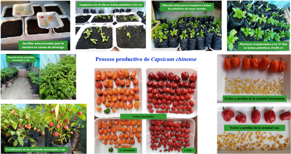 Proceso productivo de C. chinense desde semillas adaptadas hasta la cosecha de frutos y
obtención de nuevas semillas