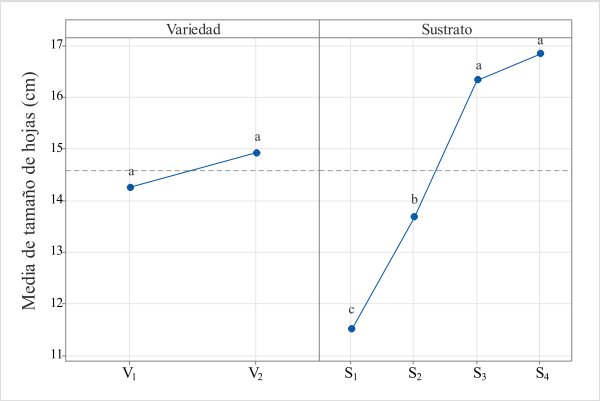 Main effects for average leaf size (cm) (cm)
with two cultivars of C. chinense
Jacq. 4 types of substrates