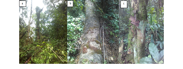 Some of the causes of gap
formation in Kafa moist Afromontane forest (a- broken branch, b- snapping off
and c-standing dead)