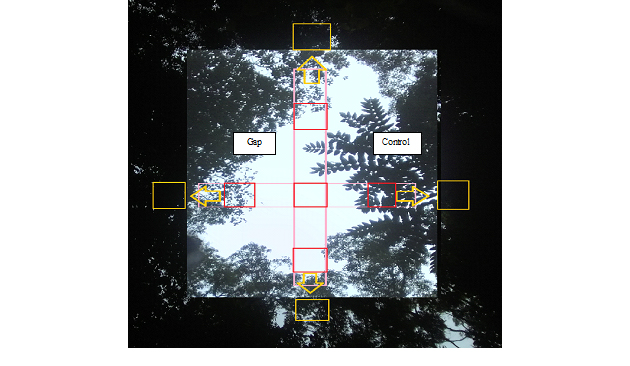 Some of the causes of gap formation in Kafa
moist Afromontane forest (a- broken branch, b- snapping off and c-standing
dead)