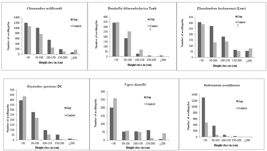 Height class distribution of seedlings and saplings of the six dominant
species in gaps and control plots of Kafa afromontane forest