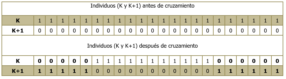 Esquema de cruzamiento genético (ejemplo de cruce
en puntos 5 y 16)