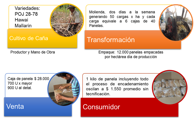 Cadena productiva de Caña Panelera