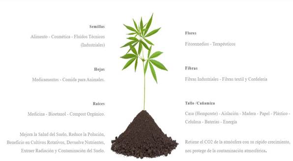 Planta de c&aacute;&ntilde;amo