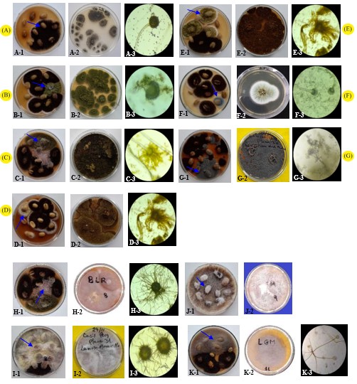 Hongos
asociados en granos de café. (A) A. niger: A-1 Desarrollados en granos,
A-2 colonia pura, A-3 esporangióforo (45X); (B) A. flavus: B-1
Desarrollados en granos, B-2 aislamiento puro, B-3 esporangióforo (45X); (C) A.
oryzae: C-1 desarrollado en granos, C-2 aislamiento puro, C-3
esporangióforo (45X); (D) A. tamarii: D-1 desarrollado en granos, D-2
aislamiento puro, D-3 esporangióforo (45X); (E) A. tamarii: E-1
desarrollado en granos, E-2 aislamiento puro, E-3 esporangióforo (45X); (F) A. fumigatus:
F-1 desarrollado en granos, F-2 aislamiento puro, F-3 esporangióforo (45X); (G)
P. citrinum: G-1 Desarrollados en granos, G-2 colonia pura, G-3 Fiálides
(100X); (H) C. globosum: H-1 Desarrollados en granos, H-2 aislamiento puro, H-3
peritecios (10X); (I) C. globosum: I-1 desarrollado en granos, I-2 aislamiento
puro, I-3 peritecio (10X); (J) N. tetrasperma: J-1 desarrollado en granos, J-2
aislamiento puro; (K) R. delemar: K-1 desarrollado en granos, K-2 aislamiento
puro, K-3 zigoporangióforo (10X).