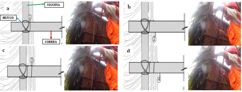 Procedimiento de amarrado con hojas de
palmiche (a, b, c y d)