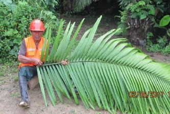 Doblado de derecha a izquierda las hojas de la yarina (a); Doblado pinna de
yarina (b); Doblado pinna de palmiche (c)