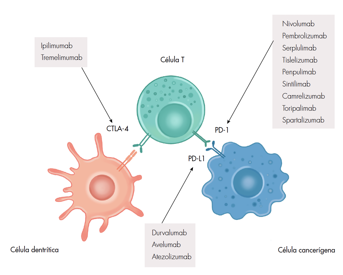 Descripción de los principales inhibidores de puntos de control inmunitario (ICI), de acuerdo con su mecanismo de acción. CTLA-4: proteína-4 asociada a linfocitos T citotóxicos; PD-1: proteína de muerte programada-1; PD-L1: ligando-1 de la proteína de muerte programada-1.