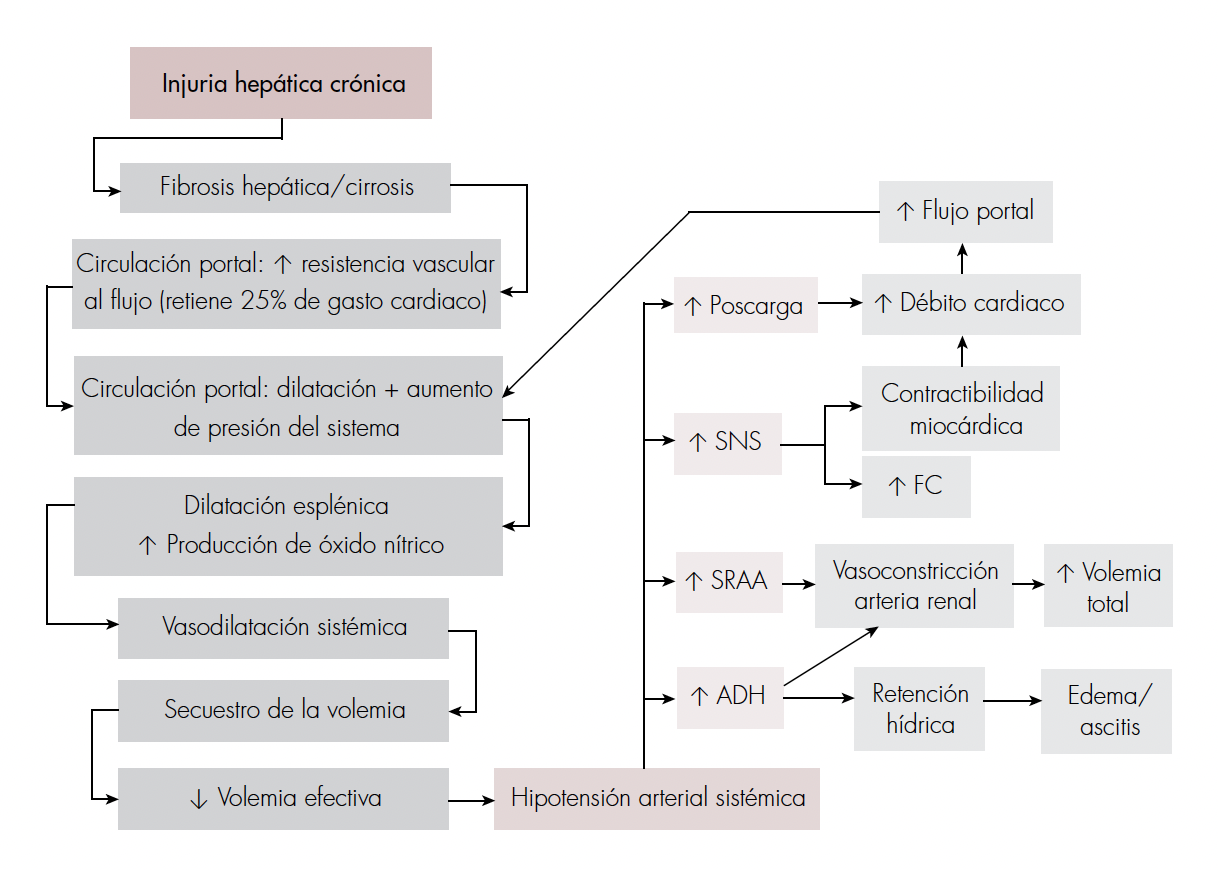 Alteraciones fisiopatológicas de la cardiomiopatía cirrótica. Tomado y adaptado de [9]. ADH: hormona antidiurética; SRAA: sistema renina-angiotensina-aldosterona; SNS: sistema nervioso simpático; FC: frecuencia cardiaca.