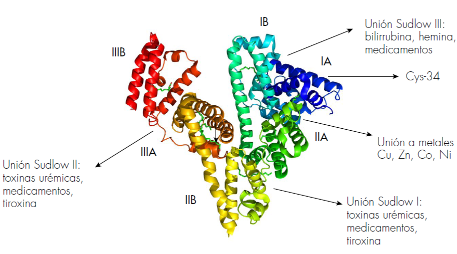 Estructura de la molécula de albúmina que indica sus subdominios (IA, IB, IIA, IIB, IIIA, IIIB) y los sitios de unión a moléculas exógenas y endógenas: Sudlow I, II, III y unión a metales. Como reguladora de estrés oxidativo presenta varios sitios de unión a radicales libres de oxígeno, siendo el más importante el residuo Cys-34.