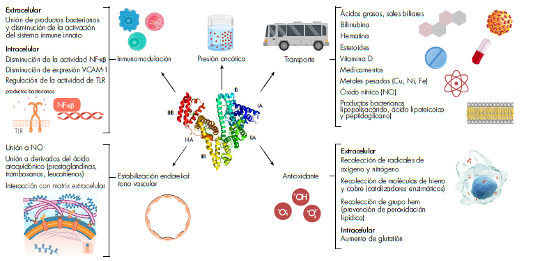 Funciones de la albúmina. La albúmina es una molécula multifuncional cuyas propiedades biológicas derivan de su ubicación (intravascular, extravascular e intracelular), alta concentración y carga negativa. Demuestra una alta capacidad de unión y transporte de diversas moléculas endógenas y exógenas, incluyendo radicales libres, metales y grupo hem, que le confieren actividad antioxidante. Su capacidad de inactivación de productos bacterianos como lipopolisacáridos, la unión a derivados del ácido araquidónico, además de la regulación de sistemas intracelulares como el factor nuclear kappa-beta (NFKB), y la disminución de moléculas de adhesión inflamatorias como VCAM-1 (del inglés, Vascular Cell Adhesion Molecule-1), la hacen una molécula con capacidad de inmunomodulación y estabilización endotelial.