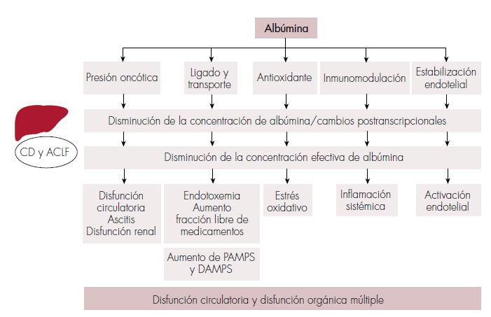 Efectos biológicos de la alteración de la albúmina en cirrosis descompensada (CD) y falla hepática aguda sobre crónica (ACLF). La albúmina tiene propiedades multifuncionales que son alteradas en CD y ACLF debido a una disminución en su concentración y una alteración funcional, incluyendo la oxidación de la molécula. Esto puede llevar a un amplio rango de consecuencias biológicas que conducen a la disfunción orgánica múltiple que caracteriza a la CD y la ACLF.