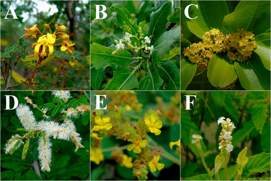 Espécies
de plantas nativas visitadas por abelhas Apis mellifera presentes no município
de Remanso (Bahia, Brasil). A. Catingueira (Caesalpinia pyramidalis); B. Faveleiro
(Cnidoscolus quercifolius);
C. Juazeiro (Ziziphus joazeiro);
D. Jurema (Mimosa sp.); E. Malva (Waltheria
sp.); F. Moleque-duro (Cordia sp.).