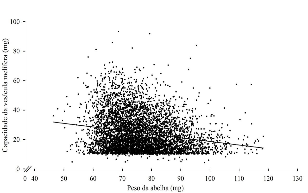 Distribui&ccedil;&atilde;o do peso das abelhas e da capacidade da ves&iacute;cula mel&iacute;fera de Apis mellifera da regi&atilde;o Sul do estado de Santa Catarina com a representa&ccedil;&atilde;o da reta da equa&ccedil;&atilde;o de regress&atilde;o