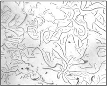 Micrografía de la fundición gris F10009 sin
ataque (100x)