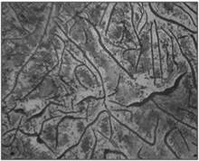 Micrografía de la fundición gris F10009 con
ataque (100x)