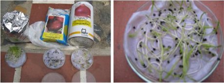 Pruebas de germinación  de semillas de  cebolla. 