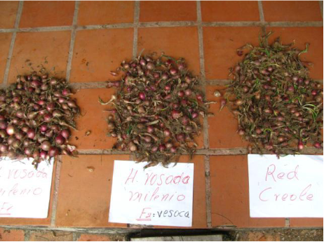 Cosecha  de  bulbos  de las  tres  variedades  de cebolla ensayadas.