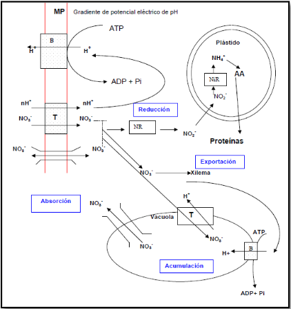 Metabolismo del Nitrato en la raíz.Representación esquemática del metabolismo del nitrato en la raíz. 