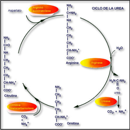 Ciclo de la Urea.