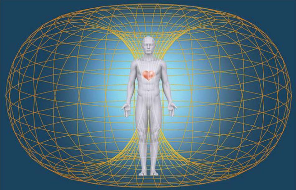 Torus no corpo humano