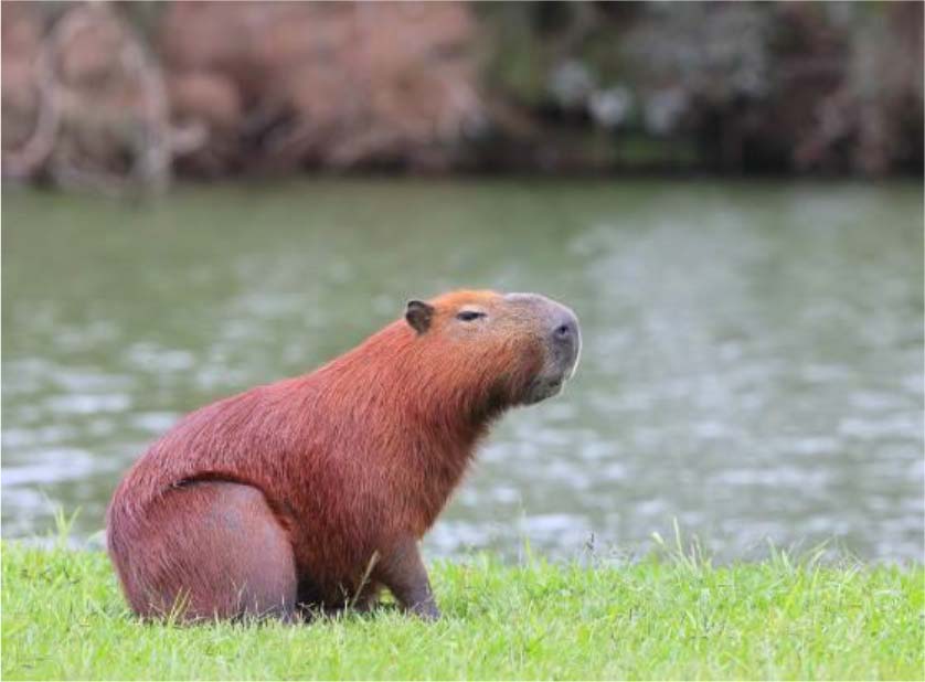 Capivara (Hydrochoerus hydrochaeris)