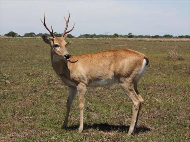 Veado Galheiro em posição antes da fuga