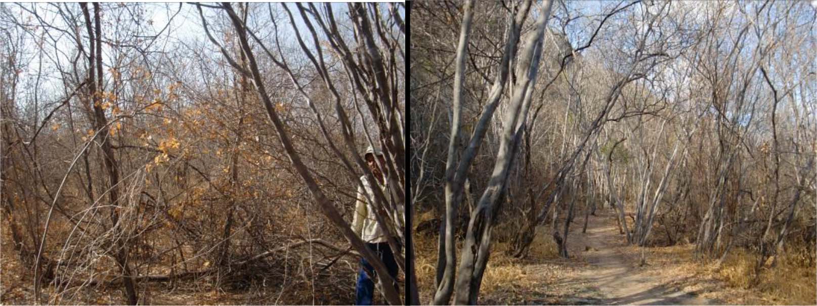 exemplo das condições de circulação entre as vegetações arbustivas secas da Caatinga do entorno do Sítio Toca do Sítio da Ema do Brás I