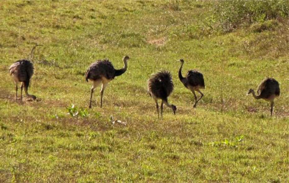 Grupo de emas no cerrado