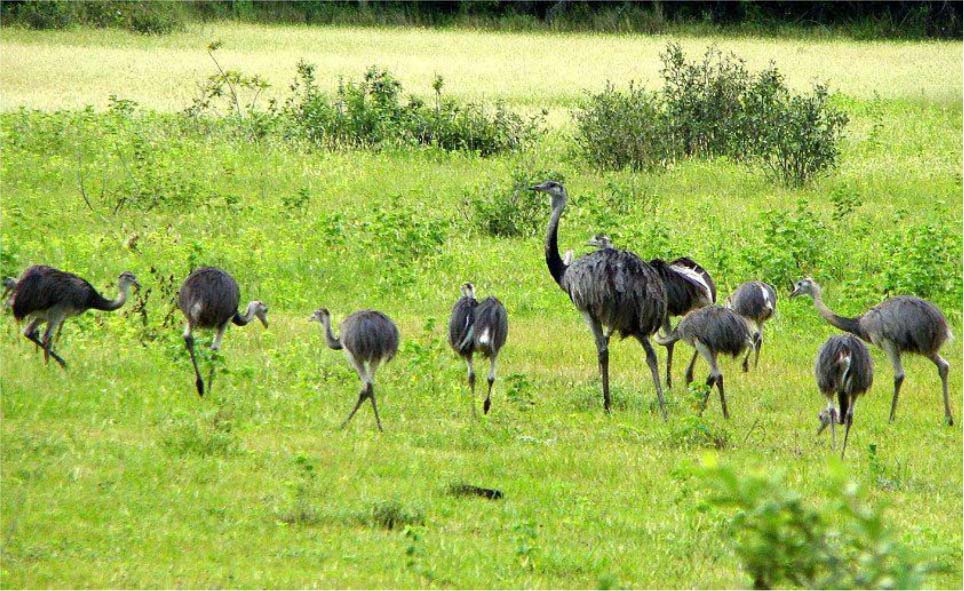 Grupo de emas no cerrado