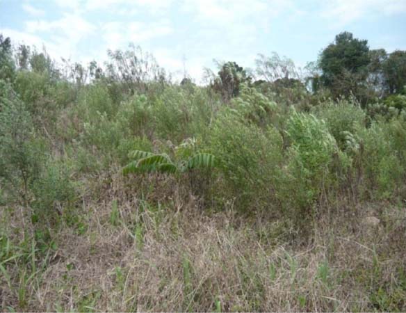 Exemplo de processo de sucess&atilde;o ecol&oacute;gica secund&aacute;ria no subsistema &lsquo;Terras de Plantar&rsquo;: capoeirinha arbustiva (segunda fase)