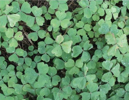 Azedinho: planta indicadora de &lsquo;terra boa&rsquo;