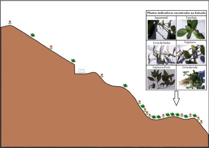 Concentra&ccedil;&atilde;o e exemplos de plantas mais encontradas nas baixadas do subsistema &lsquo;Terras de Plantar&rsquo;