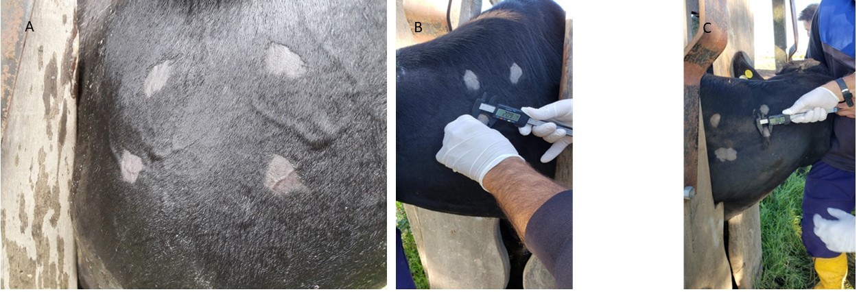 Sitios
de inoculación de las PPD bovino (A) y lecturas
de las pruebas tuberculínicas intradérmicas con calibre digital en la tabla del cuello
de bovinos transcurridas 72 h de la inoculación en la tabla del cuello
de los animales (B).