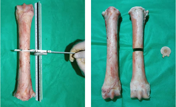 A. Medición de la longitud del hueso metatarsiano
    III. y del diámetro latero-medial B. Hueso metatarsiano III entero
    (izquierda) y osteotomizado (derecha) en la mitad de la diáfisis para
    estudio de las áreas total, cortical y medular.  