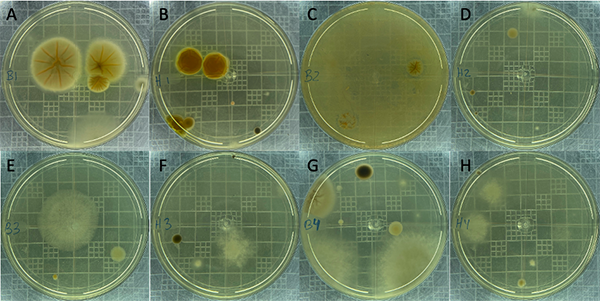Cultivos de bacterias y de hongos de los diferentes puntos del área
de la Coordinación de Acuicultura, FIMCM-ESPOL