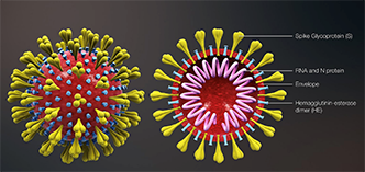 Cápside de un virus. La glicoproteína de los
picos (spikes) está compuesta por aminoácidos y el
dióxido ataca tres de ellos (cisteína, tirosina y triptófano)