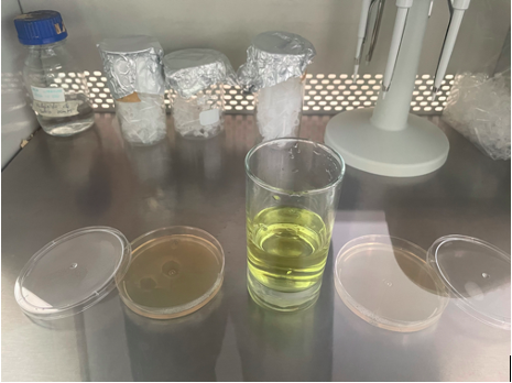 Cámara de
flujo laminar en la que se colocaron 200ml de la solución desinfectante y
placas con medios de cultivo para testear el aire del interior de la cámara