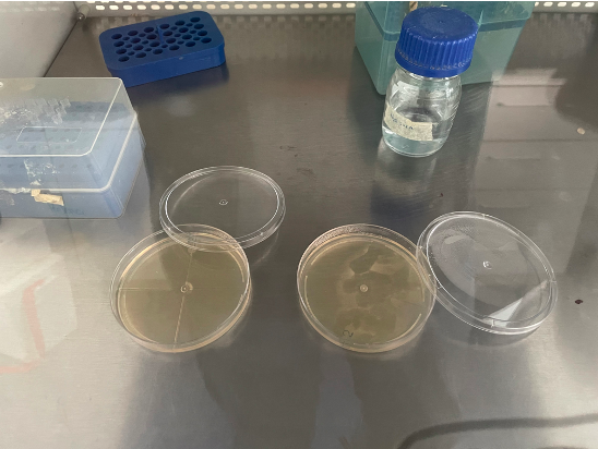 Segunda cámara
de flujo laminar en donde solo se colocaron las placas con medios de cultivo
para la recuperación de microorganismos encontrados en el aire interior de la
cámara