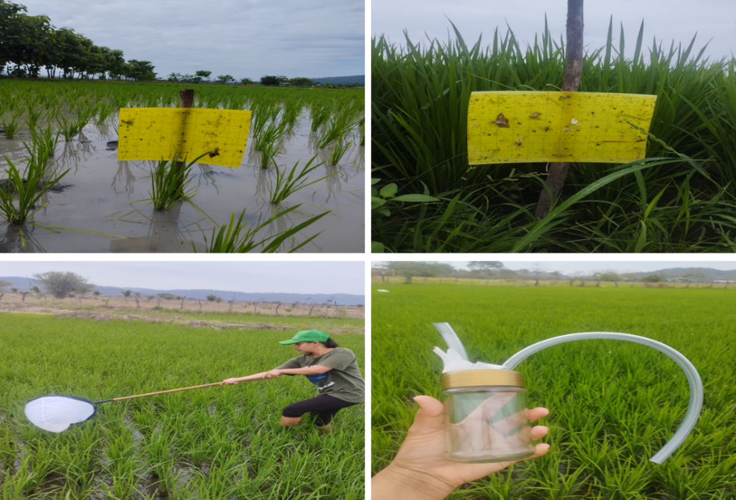 Trampeo y colecta de insectos plaga en el cultivo de arroz