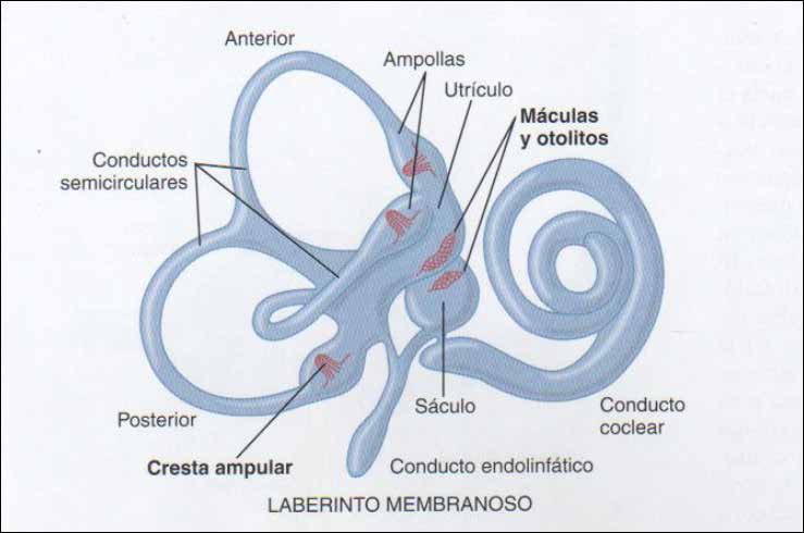 Sistema sensitivo vestibular