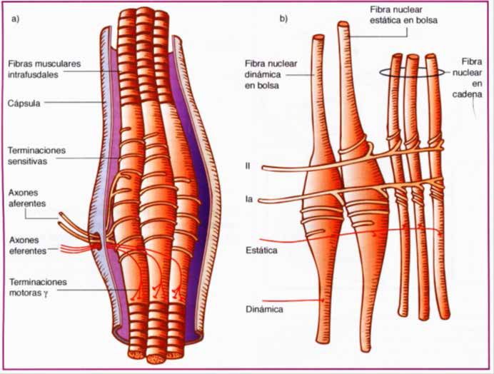 Estructura anatómica del
Huso Muscular